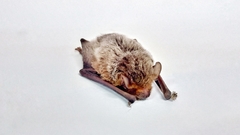Pipistrellus abramus
