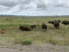 Bison bison athabascae