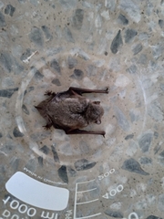 Pipistrellus abramus