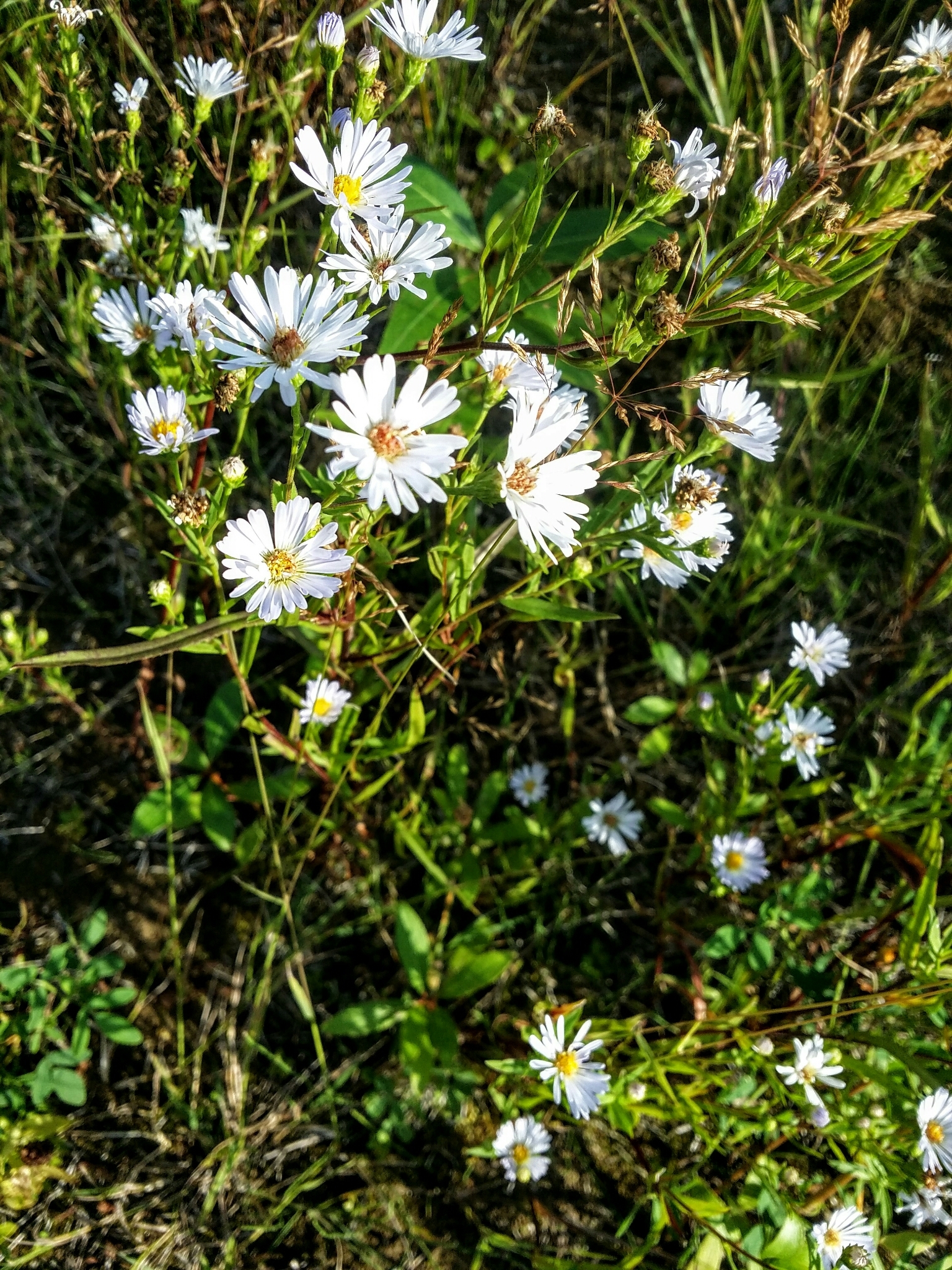 Symphyotrichum spathulatum var. intermedium