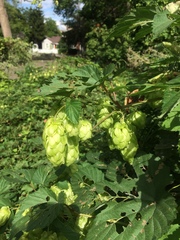 Humulus lupulus