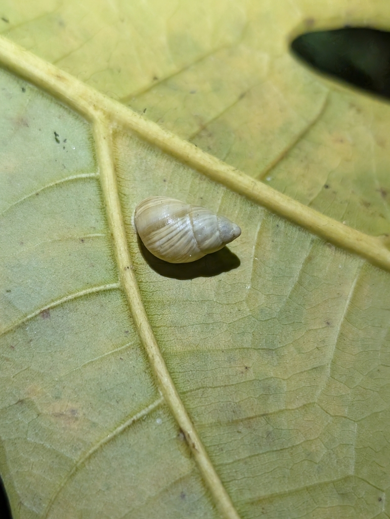 Guam Tree Snail