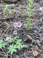 Oxalis caerulea