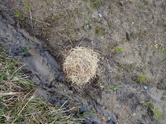Lemmus trimucronatus