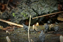 Xylaria castorea