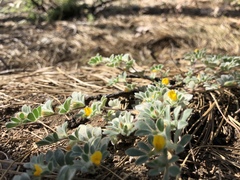 Acmispon brachycarpus