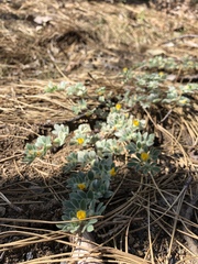 Acmispon brachycarpus