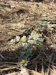 Acmispon brachycarpus