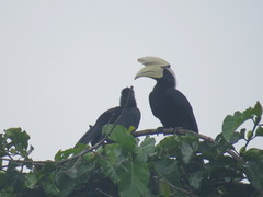 Anthracoceros malayanus