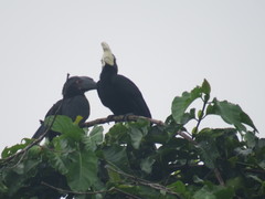 Anthracoceros malayanus