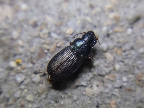 Metallic Harpalus photo 6