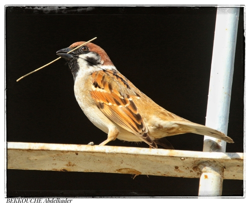 Eurasian Tree Sparrow