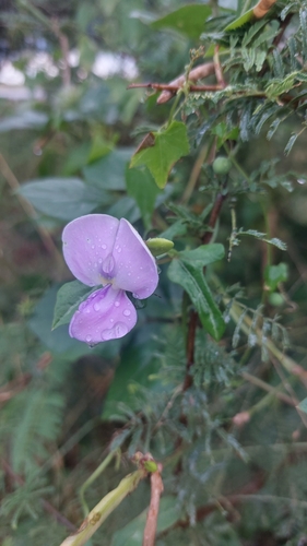 shrubby bean