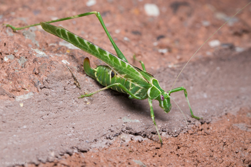 Elegant Bush Katydid