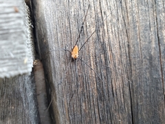 Leiobunum nigropalpi