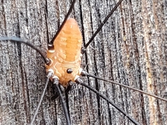 Leiobunum nigropalpi