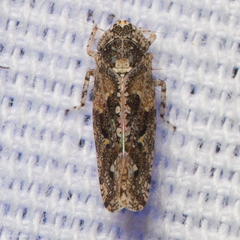 Dixianus utahnus