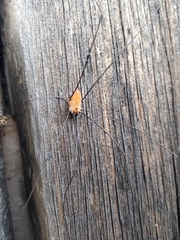 Leiobunum nigropalpi