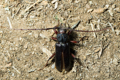 Enaphalodes seminitidus