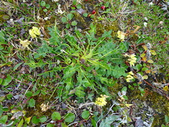 Oxytropis maydelliana