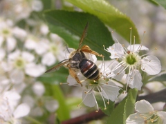 Andrena prunorum