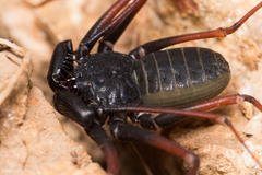 Paraphrynus carolynae