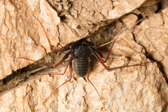 Paraphrynus carolynae