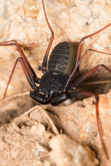 Paraphrynus carolynae