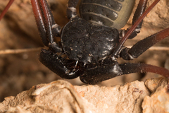 Paraphrynus carolynae