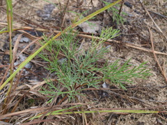 Artemisia campestris caudata