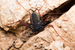 Paraphrynus carolynae