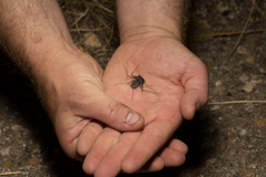 Paraphrynus carolynae