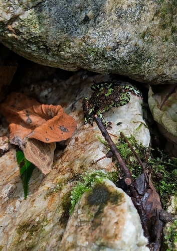 Oriental Fire-bellied Toad
