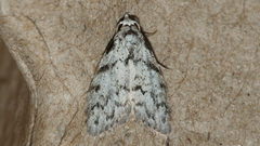 Nola melanogramma