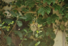 Argiope amoena