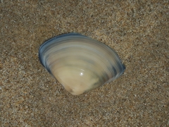 Austromactra rufescens