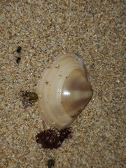 Austromactra rufescens