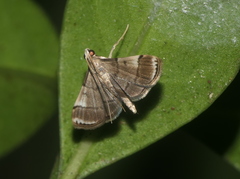 Cangetta hartoghialis