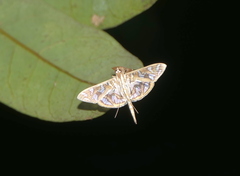 Nausinoe