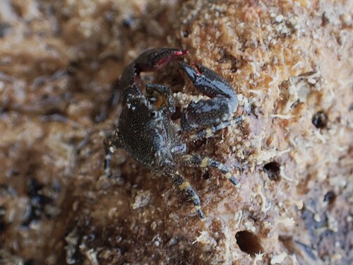 Petrolisthes lamarckii observed 2025-03-30