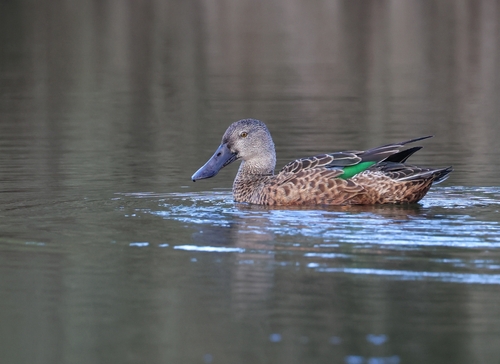 Canard bridé