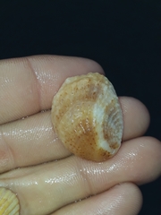 Bostrycapulus pritzkeri