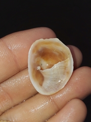 Bostrycapulus pritzkeri