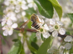Andrena prunorum