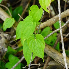 Image of Dioscorea bulbifera