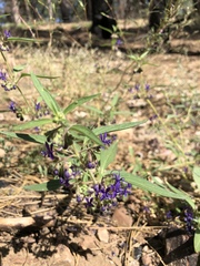 Trichostema laxum