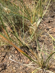 Iris missouriensis