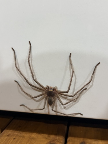Green-bellied Huntsman Spider