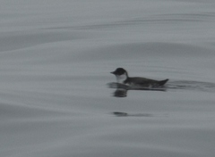 Synthliboramphus antiquus