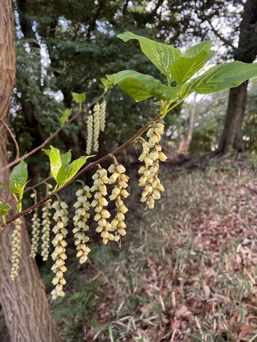 Stachyurus praecox iNat (2)